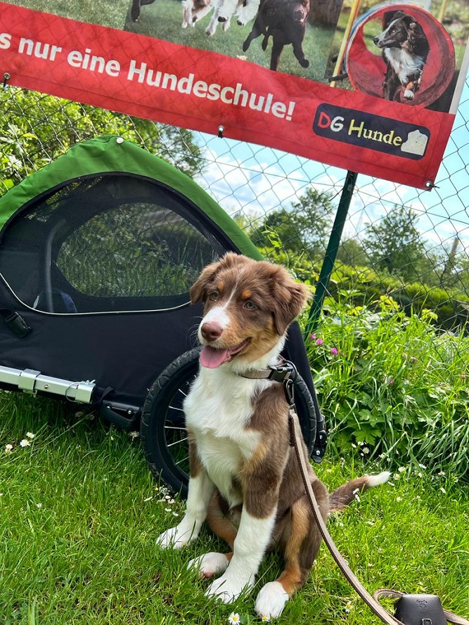 Frieda wartet ungeduldig auf das Longiertraining